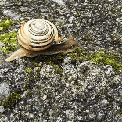 The Apex of&nbsp;Happy